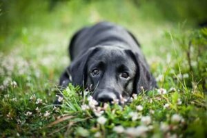 Güney Amerika Bölgesinin Sessiz Köpeklerini Keşfedin