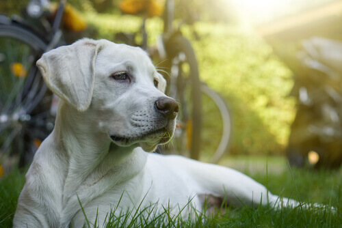 Köpek türleri ve yaşadıkları yerler.
