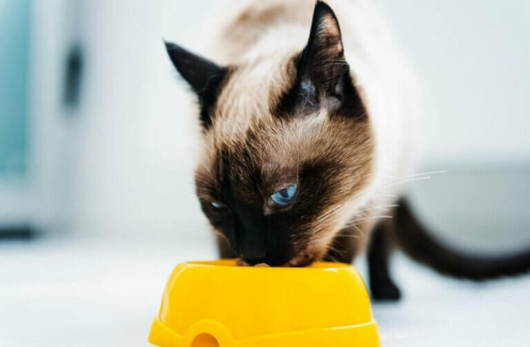 Kedilerde Beslenme: Kedileri Diyete Başlatmak