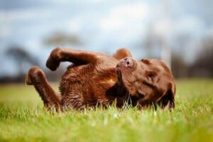 Köpek Anal Bezleri: Bilmeniz Gerekenler