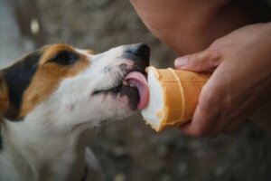 Köpeğinize Glütensiz Gıdalar Satın Alabilir misiniz?