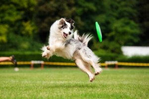 Köpeğinizin Egzersiz Yapmasının Faydaları