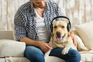 Uzmanlara Göre Köpekler Rock Müziği Seviyor