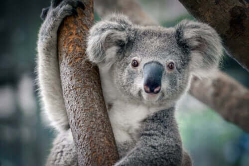 ağaçta duran bir koala