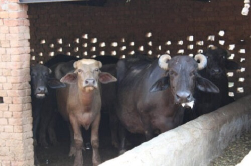 Ağıllarında duran mandalar.