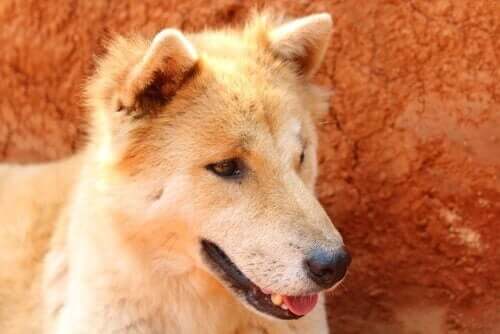 Köpeğinizin Mide Sorunlarına Nasıl Çözüm Bulabilirsiniz
