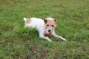 Pıtrak ve Dikenler: Köpeğiniz İçin Gizli Tehlike