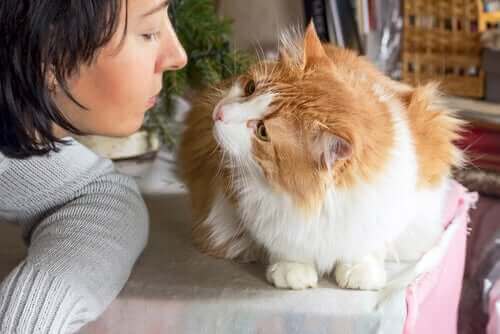 Ailurofili (Ailurophilia - Kedi Sevgisi) Kavramını Anlamak