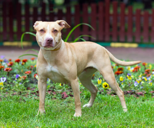 Pitbull, en tehlikeli köpek türleri arasında gösteriliyor.