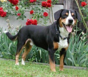 Köpeğiniz için faydalı bir network.