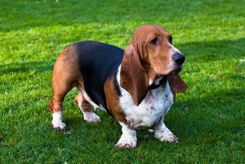 Basset Hound arkadaş canlısı bir ırktır.