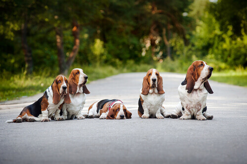 Basset Hound çocuklar için mükemmel bir oyun arkadaşıdır.