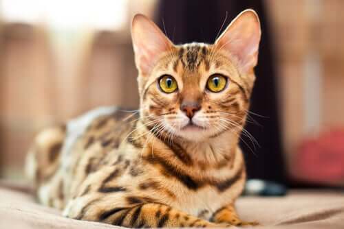 Bengal cinsi insanlarla iletişim kurmaya alışkındır.
