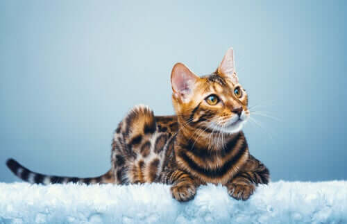 Bengal kedisi, melez bir türdür.
