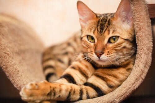 Kurt Kedisi Yeni Kedi Cinsi Lykoi İle Tanışın My Animals