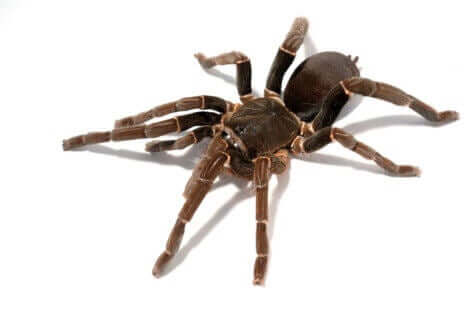 bir tarantula cinsi