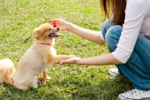 Bir Köpekle İlk Karşılaşma Nasıl Olmalı?