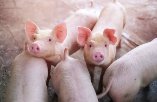 Bir grup çiftlik domuzu.