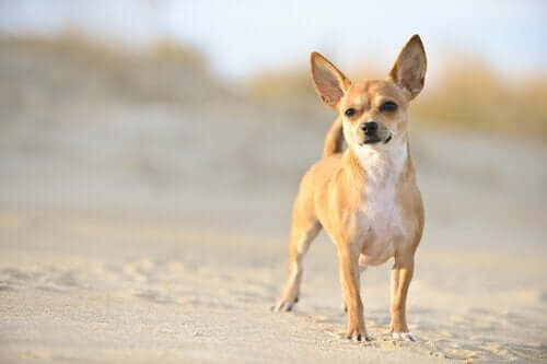 Chihuahua Köpekleri Küçük Evler İçin İdeal