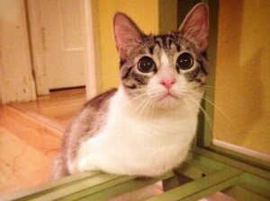 İki bacaklı kedi dino