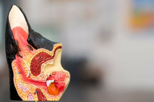 kulak anatomisi, kulak iltihabı, dış kulak