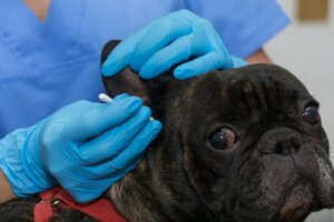 Köpeklerde Otitis Externa'nın Nedenleri Nelerdir?