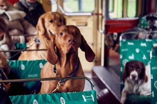 Londra'da Köpekler İçin İlk Tur Otobüsü