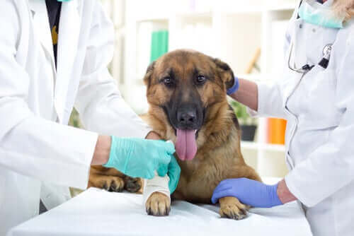 Evcil Hayvanlar İçin Kemoterapi O Kadar Güçlü mü?
