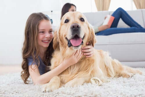 sarı golden köpeğe sarılan kız çocuğu