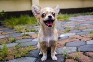 Gülen bir chihuahua