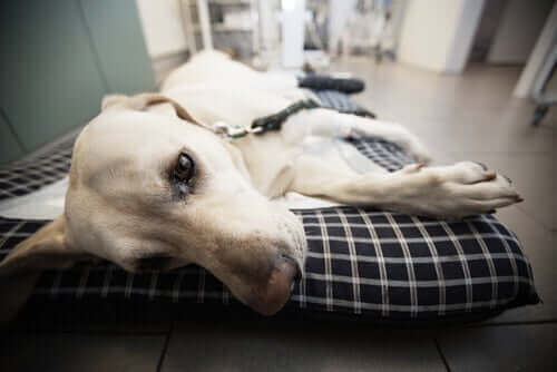 Hasta köpekler ve veteriner bakımı.