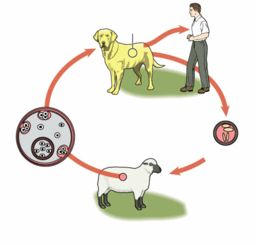 Hidatidoz hastalığına neden olan bir parazitin yaşam döngüsü.