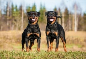 Çayırda duran iki rottweiler