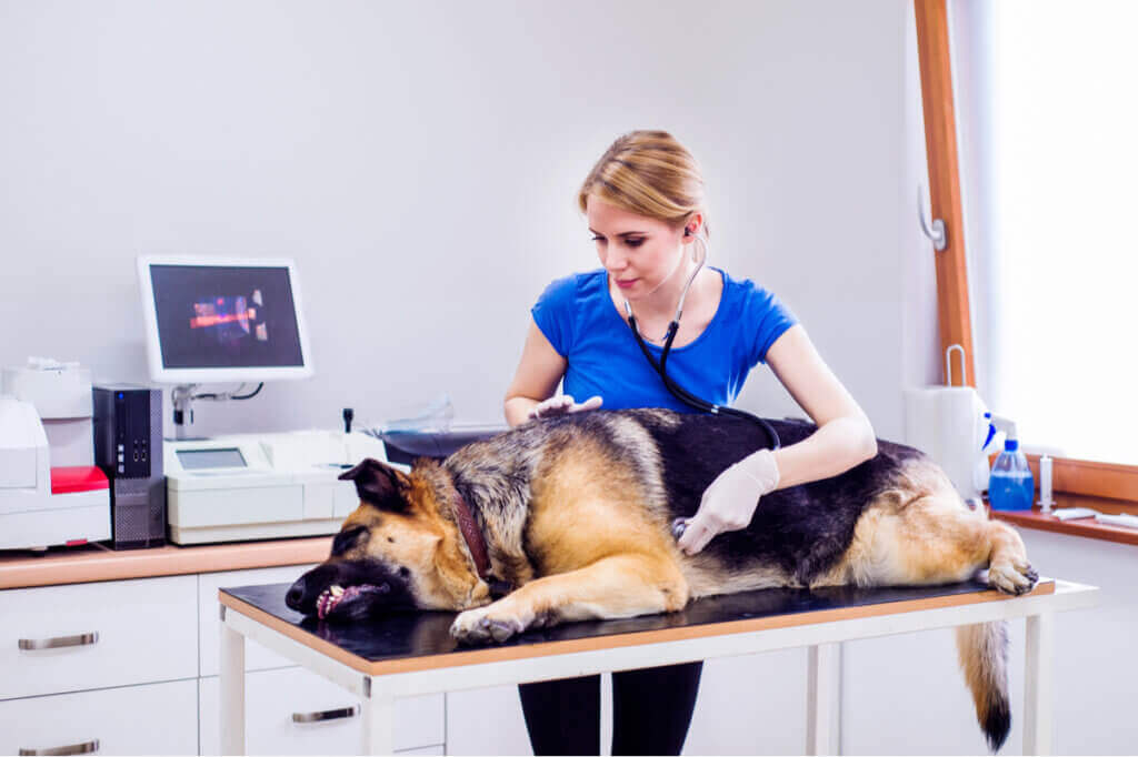 Köpeklerde İrritabl Bağırsak Sendromu: Nedenleri ve Belirtileri