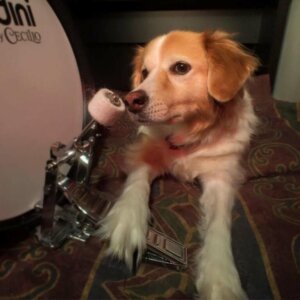 Uzmanlara göre köpeklerin de müzik zevki var.