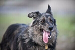 Köpekler Yaz Aylarında Nasıl Serin Kalır?