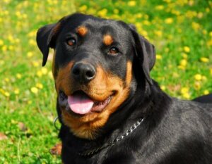 Rottweiler Köpeklerinin Kişiliği ve Huyları