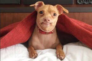 Kameraya bakan köpek Tuna