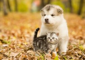 Kediler Veya Köpekler: Hangisini Tercih Edersiniz?