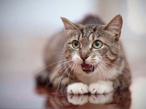 Kedilerle İletişim: Kedim Bana Ne Söylemeye Çalışıyor?