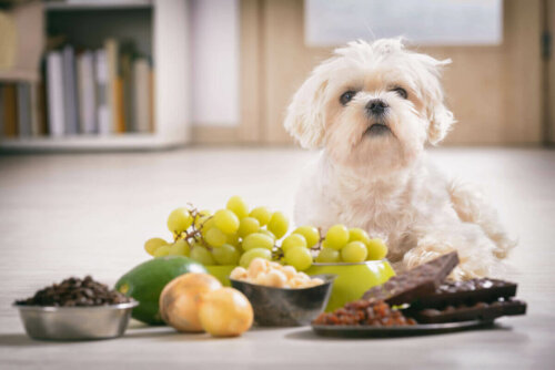 Önünde pek çok yiyecek bulunan bir köpek.