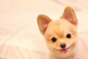 Yaramaz Köpeğiniz İçin On Muhteşem İsim