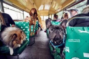 Tur otobüsü ve içinde köpekler