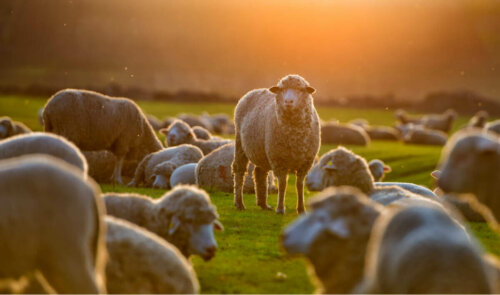 Gün batımı sırasında otlayan bir koyun sürüsü.