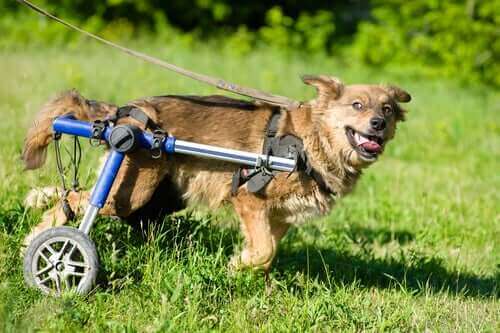 Köpekler için tekerlekli sandalyeler.