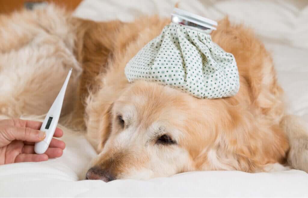 Köpeklerde Ateş Belirtileri Nelerdir?
