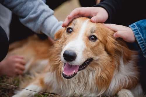 Bir köpekle ilk karşılaşma çok önemli.