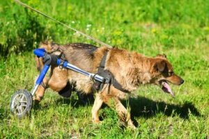 Köpekler için Tekerlekli Sandalyeleri Keşfedin