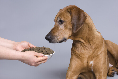 Köpekler yazları neden daha az yer?