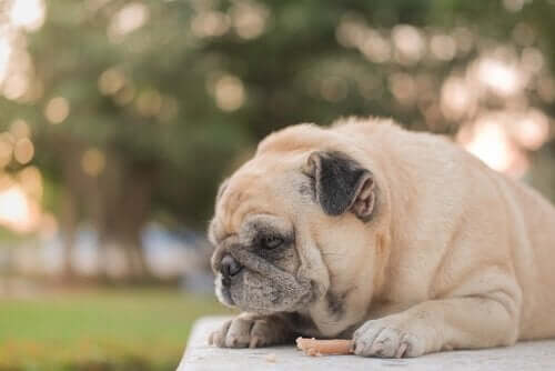 Köpekler Yazları Neden Daha Az Yer?